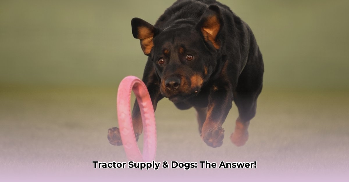 can-dogs-go-to-tractor-supply
